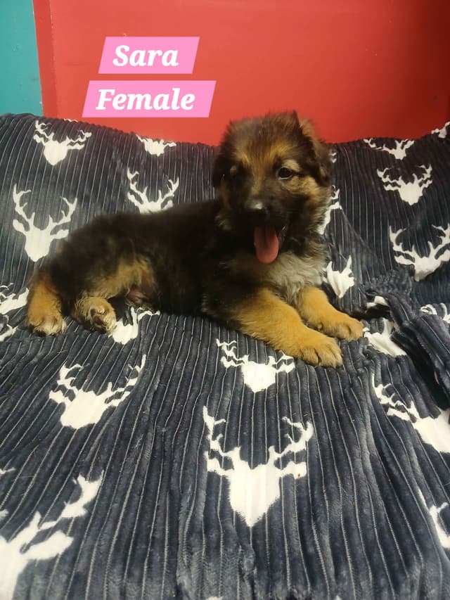 German Shepherd Dog Puppies media 22