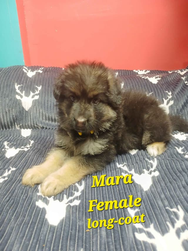 German Shepherd Dog Puppies media 17