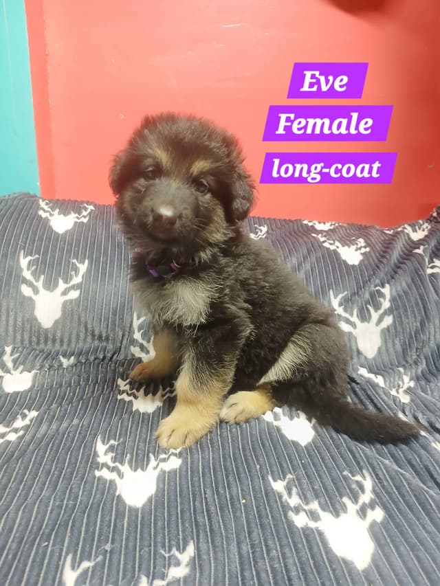 German Shepherd Dog Puppies media 16