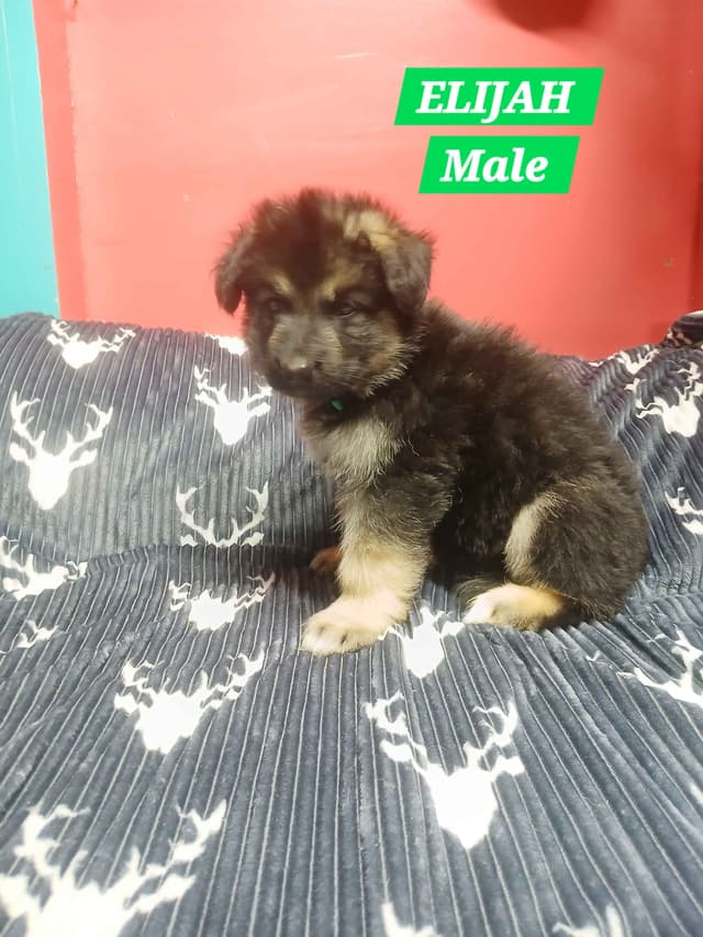German Shepherd Dog Puppies media 21