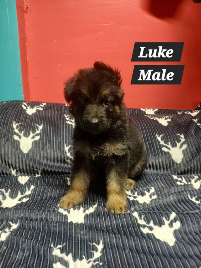 German Shepherd Dog Puppies media 20
