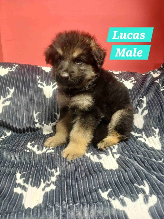 German Shepherd Dog Puppies media 18