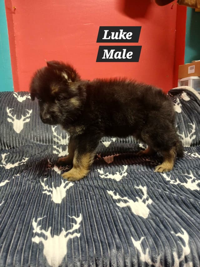 German Shepherd Dog Puppies media 19
