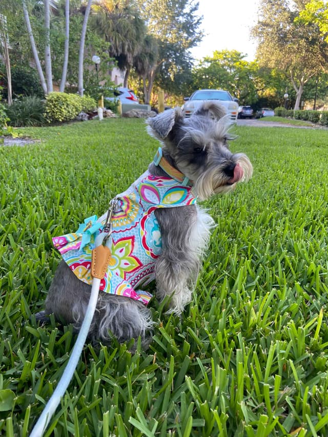 Miniature Schnauzer Puppies media 9