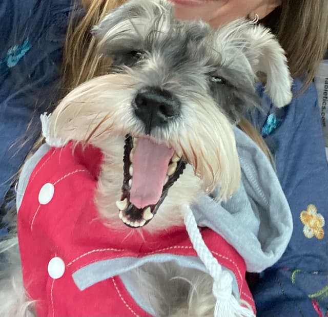 Miniature Schnauzer Puppies media 10