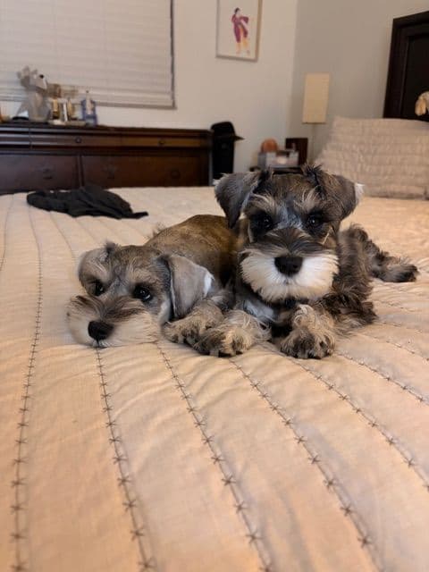 Miniature Schnauzer Puppies media 4