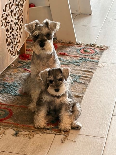 Miniature Schnauzer Puppies media 2
