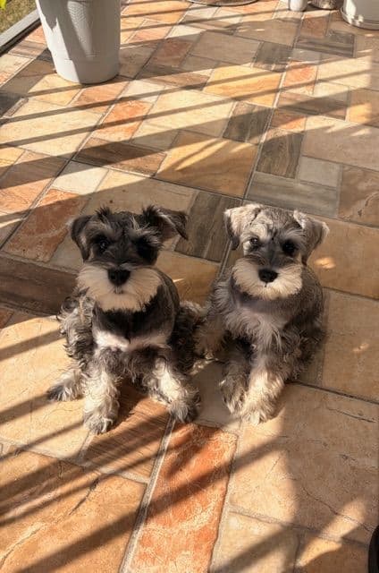 Miniature Schnauzer Puppies media 3