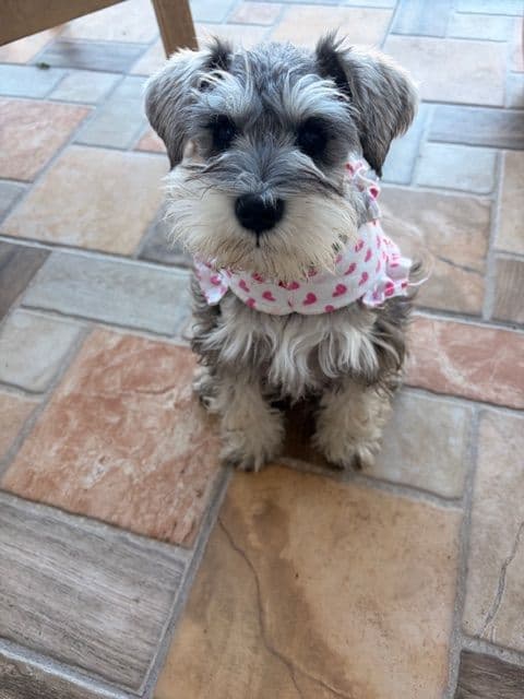 Miniature Schnauzer Puppies media 5