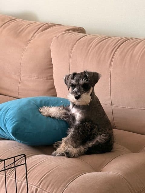 Miniature Schnauzer Puppies media 12