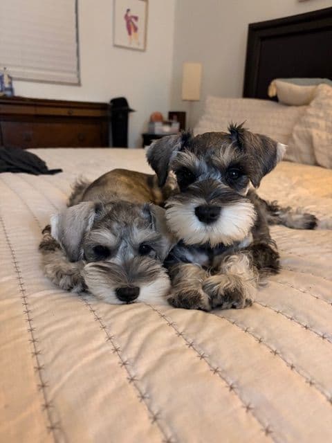 Miniature Schnauzer Puppies media 16