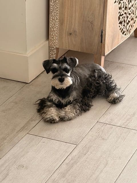 Miniature Schnauzer Puppies media 13