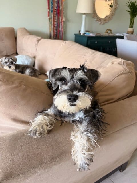 Miniature Schnauzer Puppies media 14