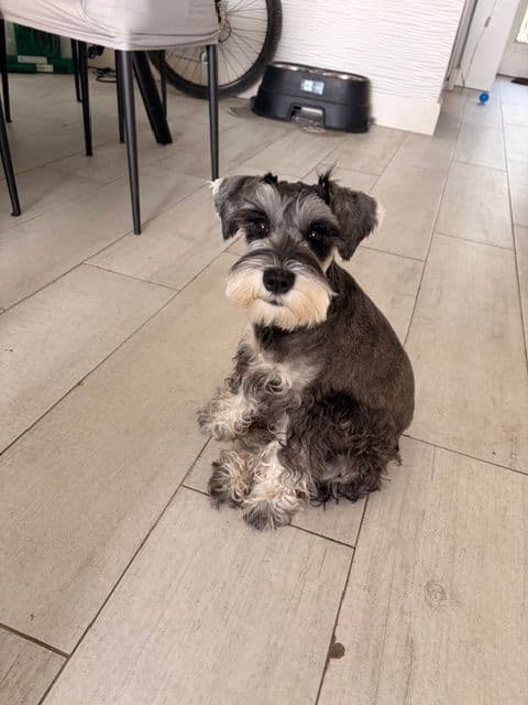 Miniature Schnauzer Puppies media 15