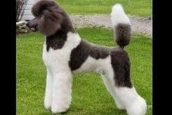 Poodle Puppies breeder image 1