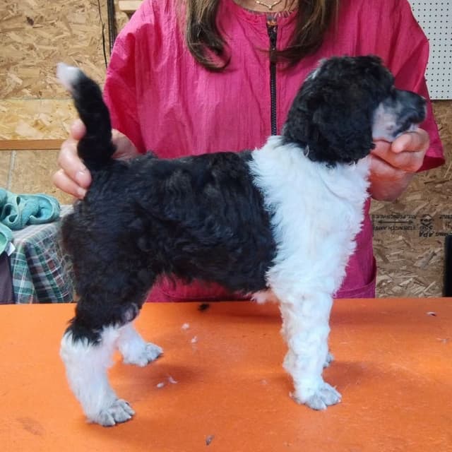 Poodle Puppies media 4