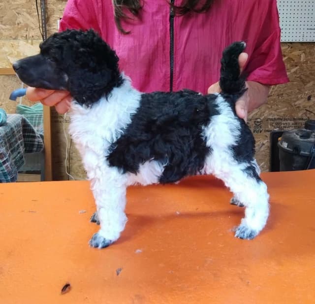 Poodle Puppies media 2