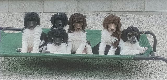 Poodle Puppies media 3