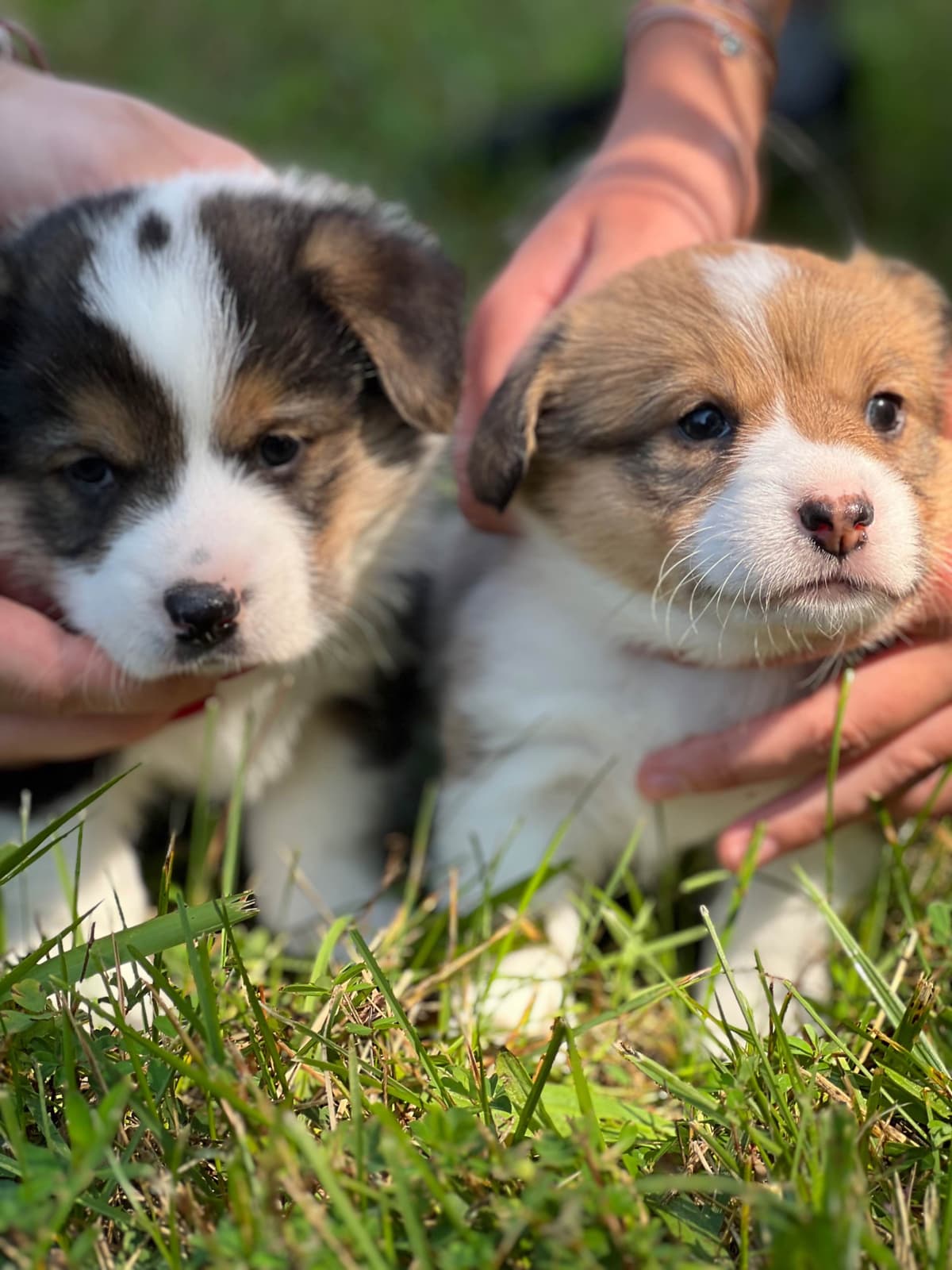 Cairn Terrier Puppies Championship Bloodlines breeder image 5