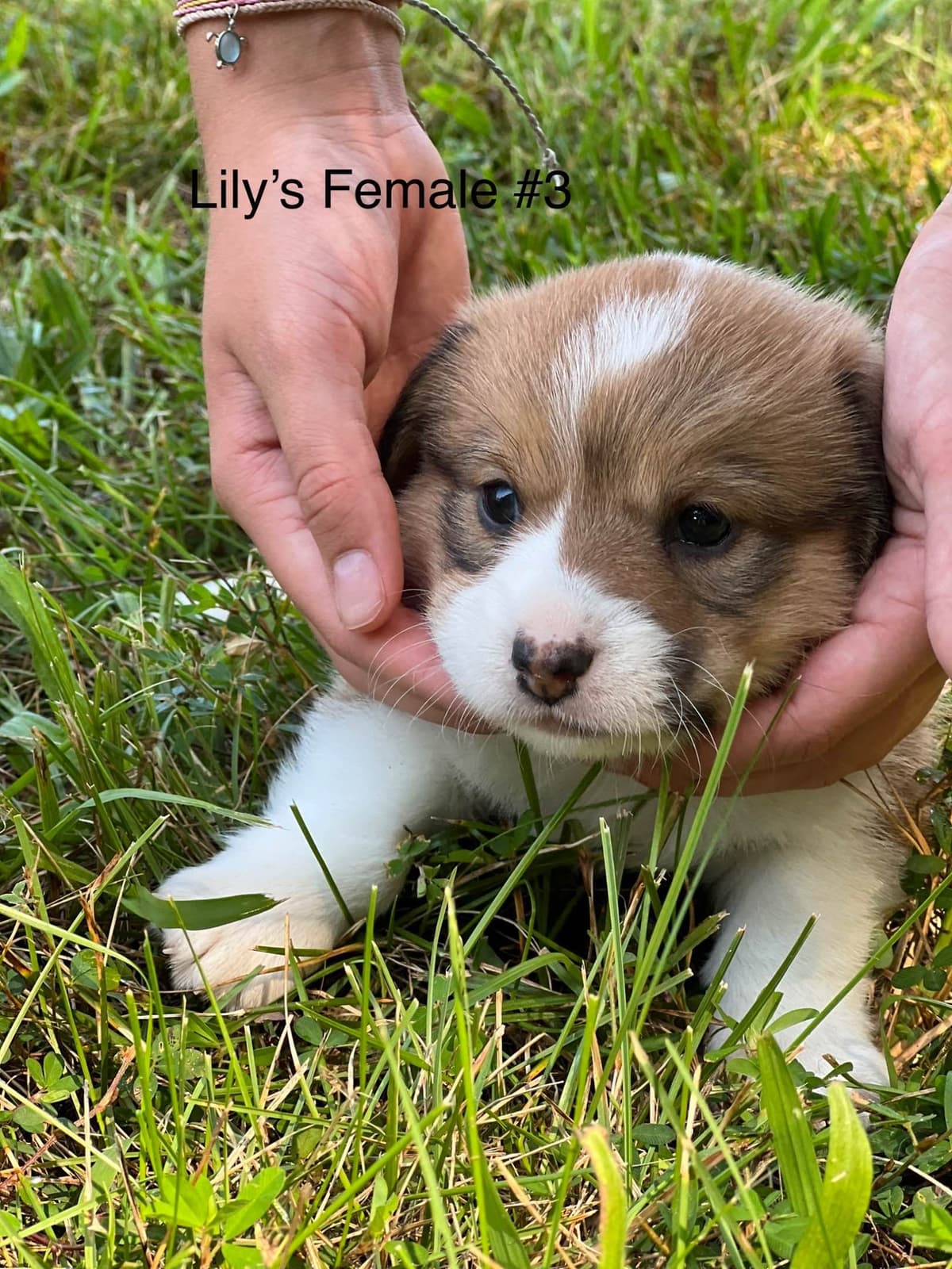 Cairn Terrier Puppies Championship Bloodlines breeder image 6