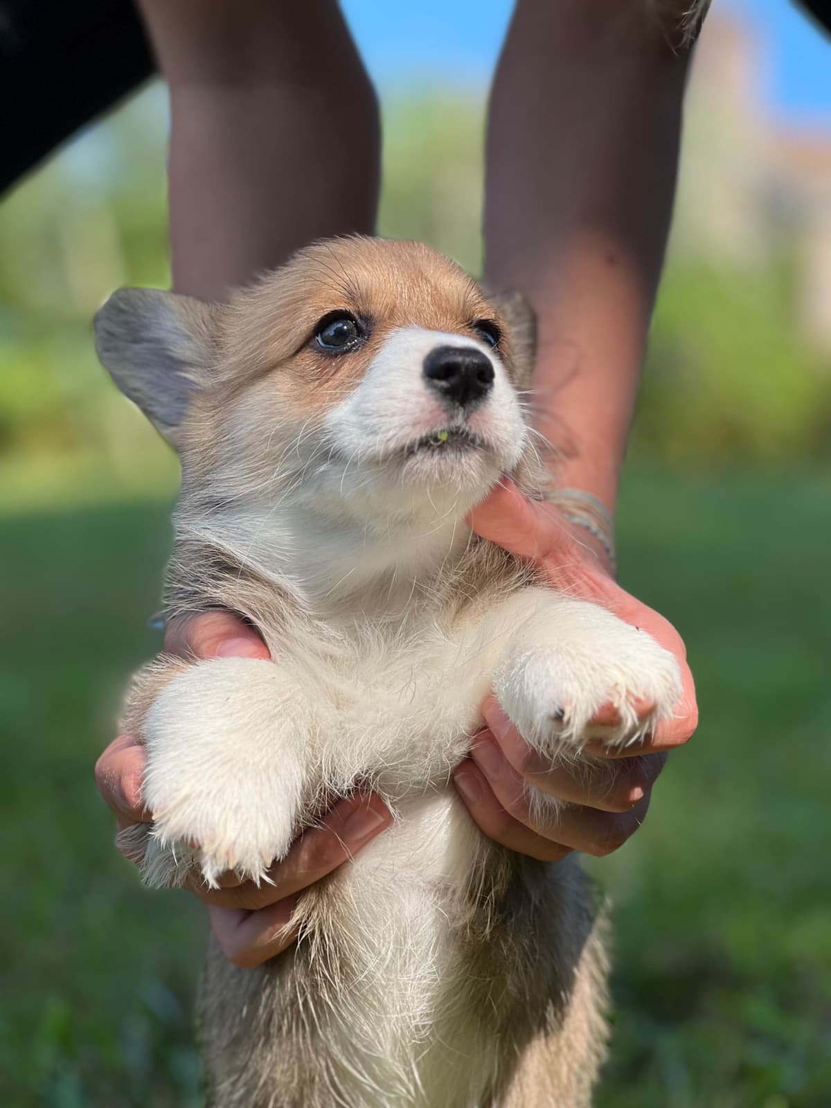 Cairn Terrier Puppies Championship Bloodlines breeder image 9