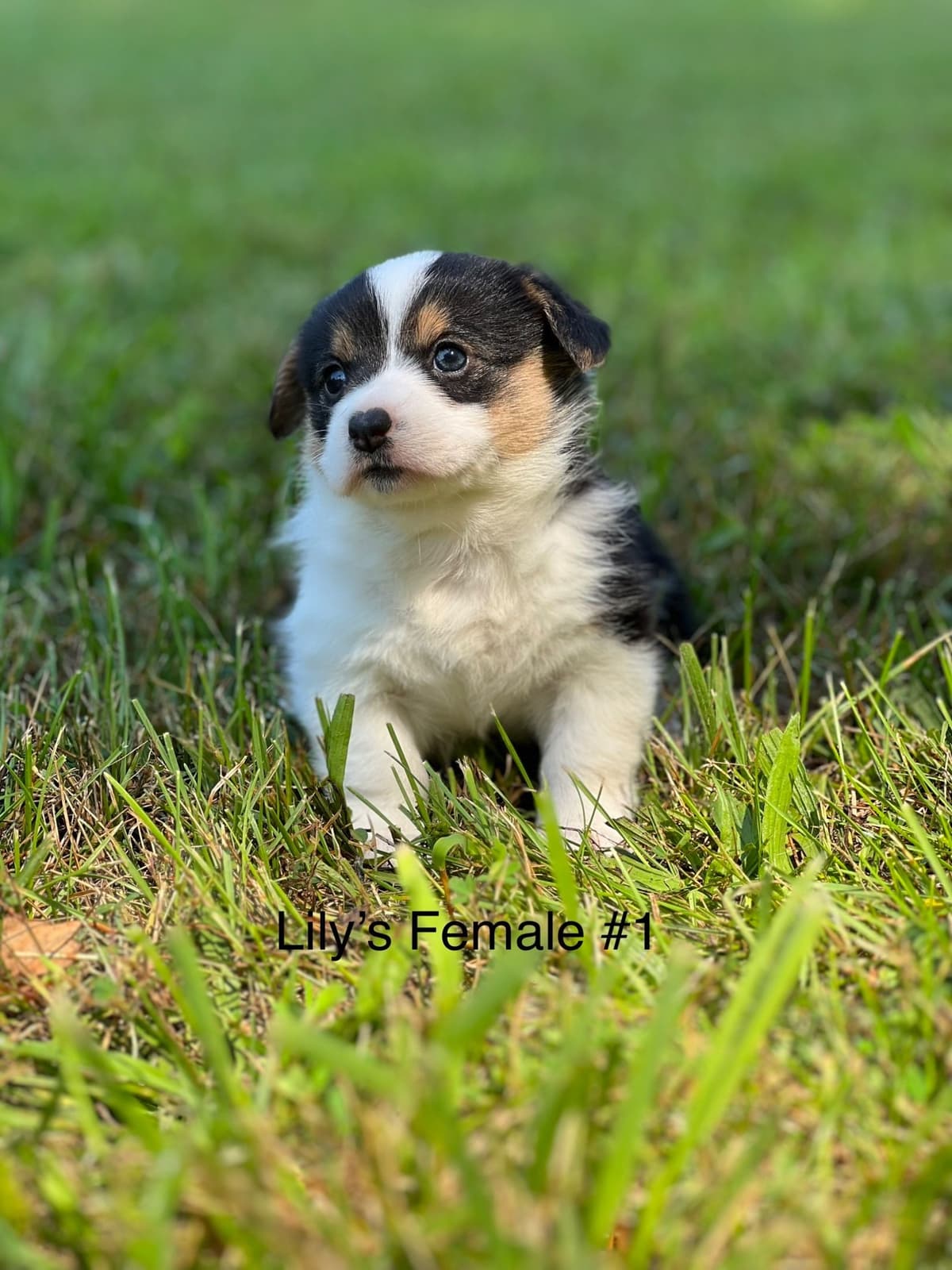 Cairn Terrier Puppies Championship Bloodlines breeder image 10