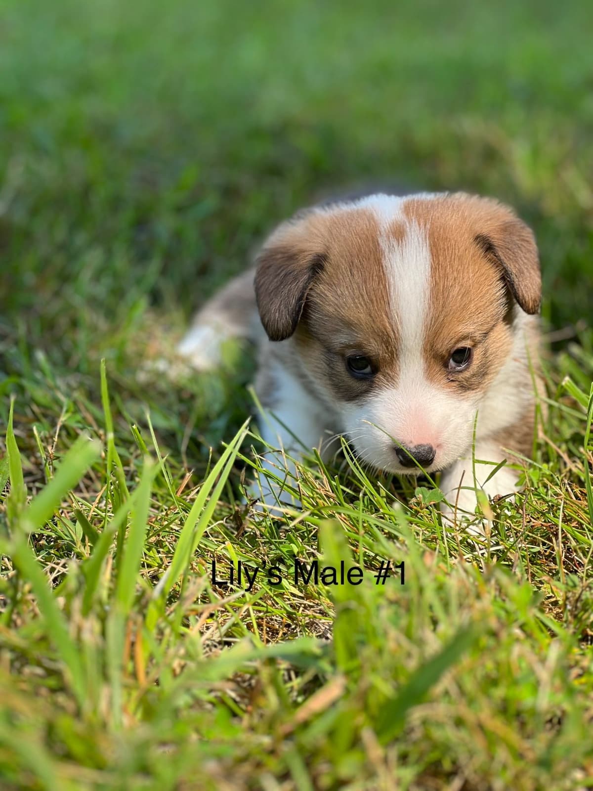 Cairn Terrier Puppies Championship Bloodlines breeder image 11