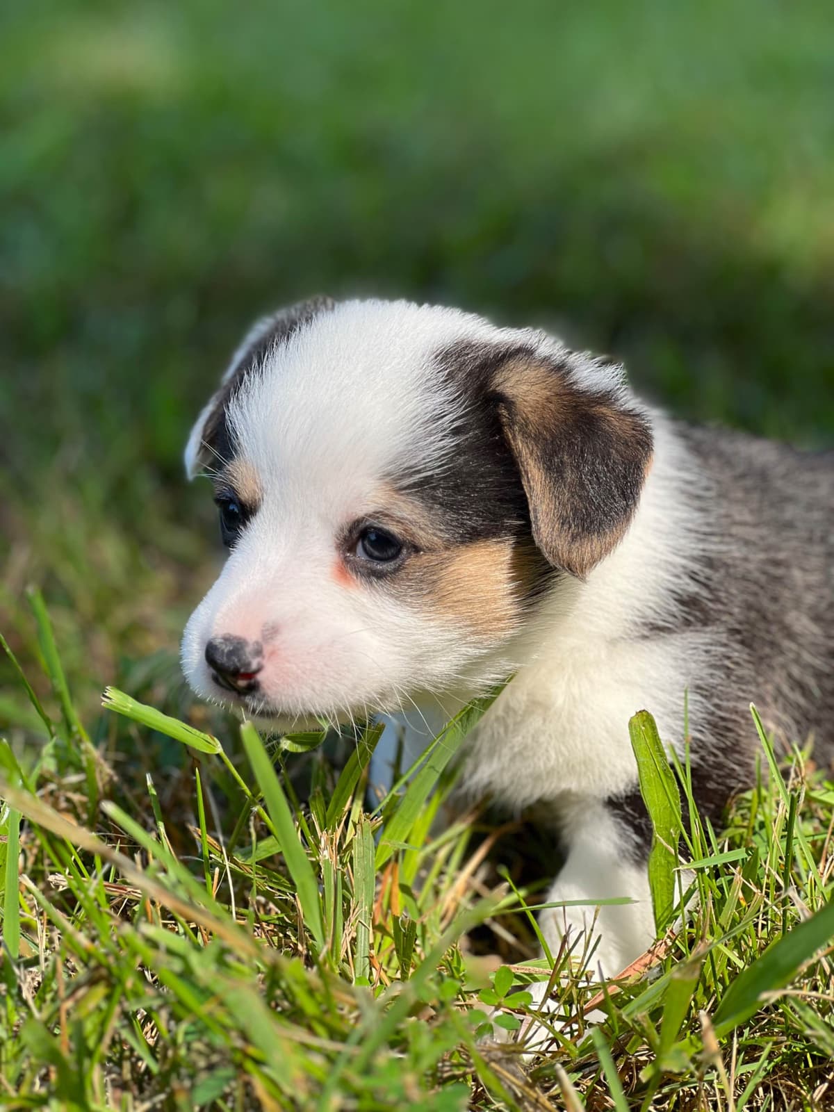 Cairn Terrier Puppies Championship Bloodlines breeder image 14