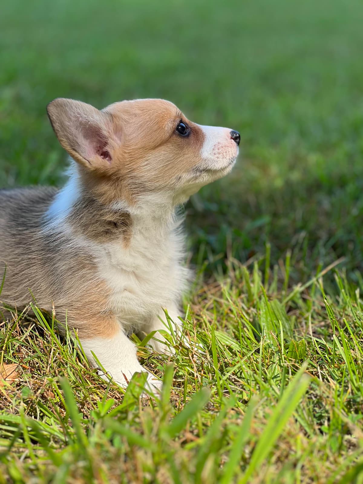 Cairn Terrier Puppies Championship Bloodlines breeder image 15