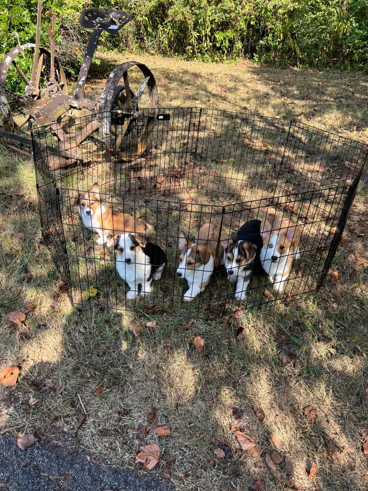 Cairn Terrier Puppies Championship Bloodlines breeder image 18