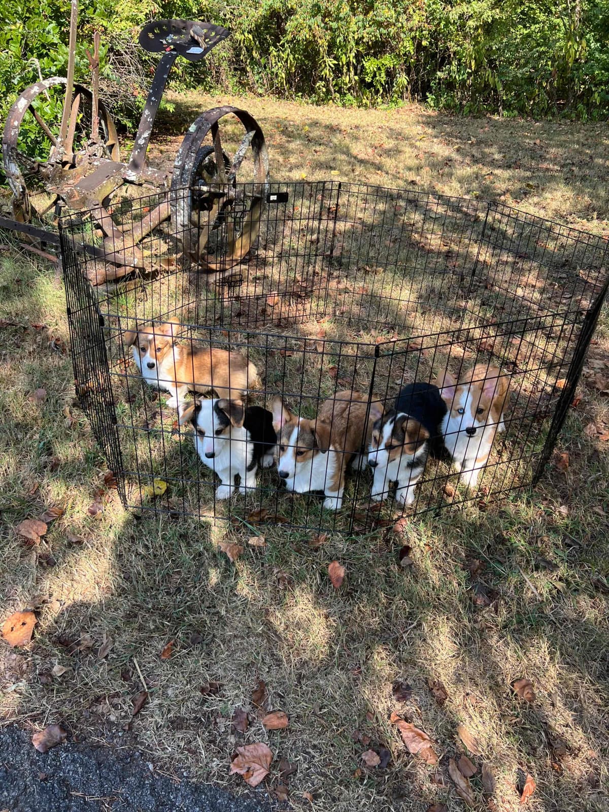 Cairn Terrier Puppies Championship Bloodlines breeder image 19