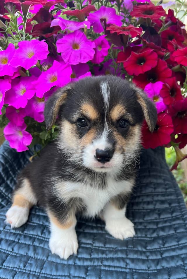 Pembroke Welsh Corgi Puppies media 3