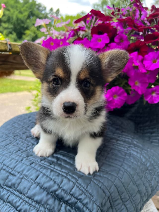 Pembroke Welsh Corgi Puppies media 6