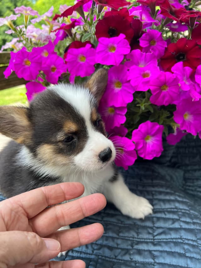 Pembroke Welsh Corgi Puppies media 7