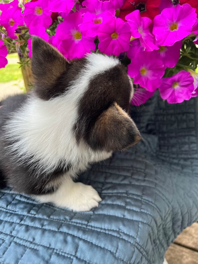 Pembroke Welsh Corgi Puppies media 8