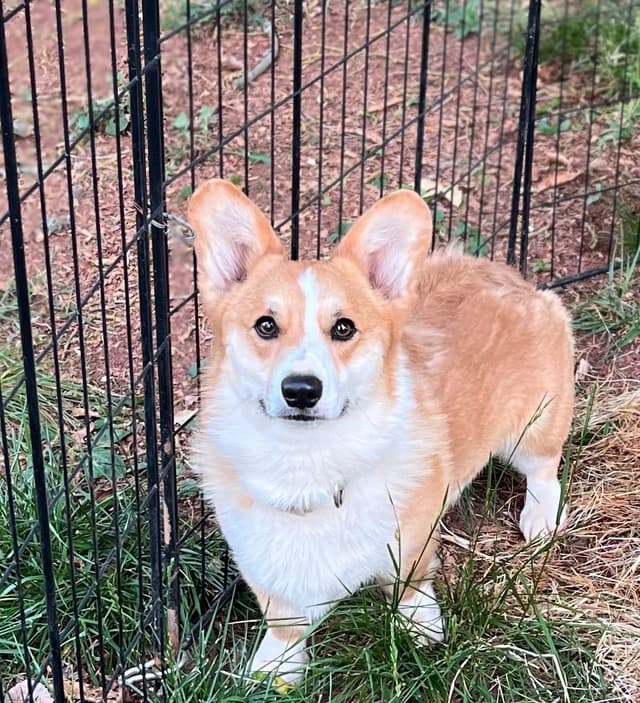 Pembroke Welsh Corgi Puppies media 11