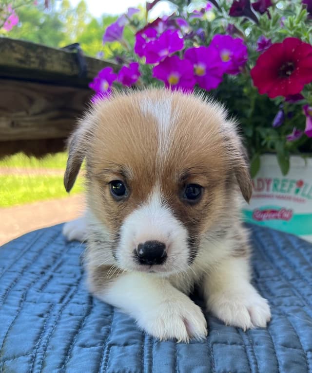 Pembroke Welsh Corgi Puppies media 12