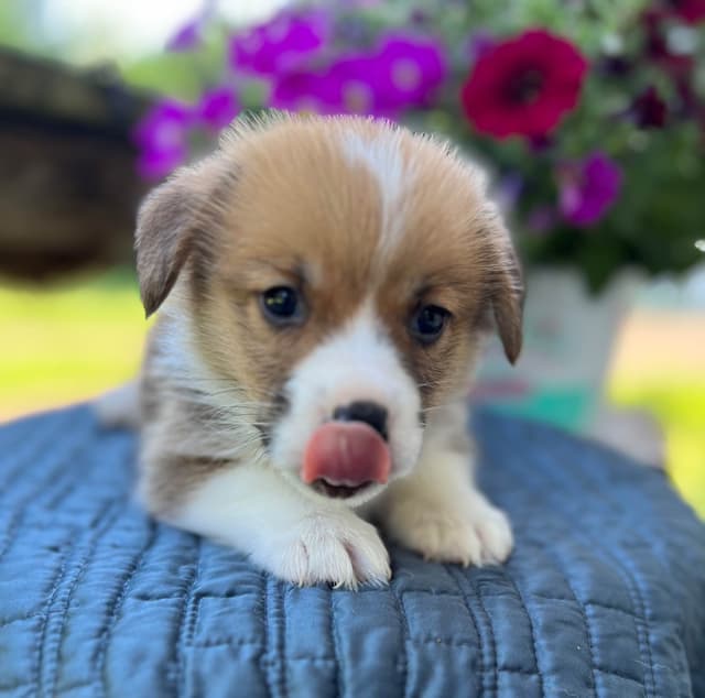 Pembroke Welsh Corgi Puppies media 14