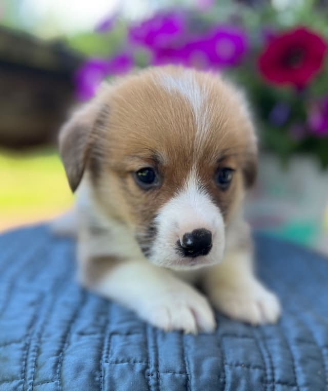 Pembroke Welsh Corgi Puppies media 13