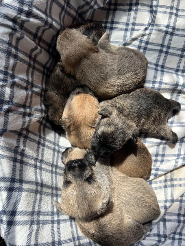 Cairn Terrier Puppies Championship Bloodlines media 2
