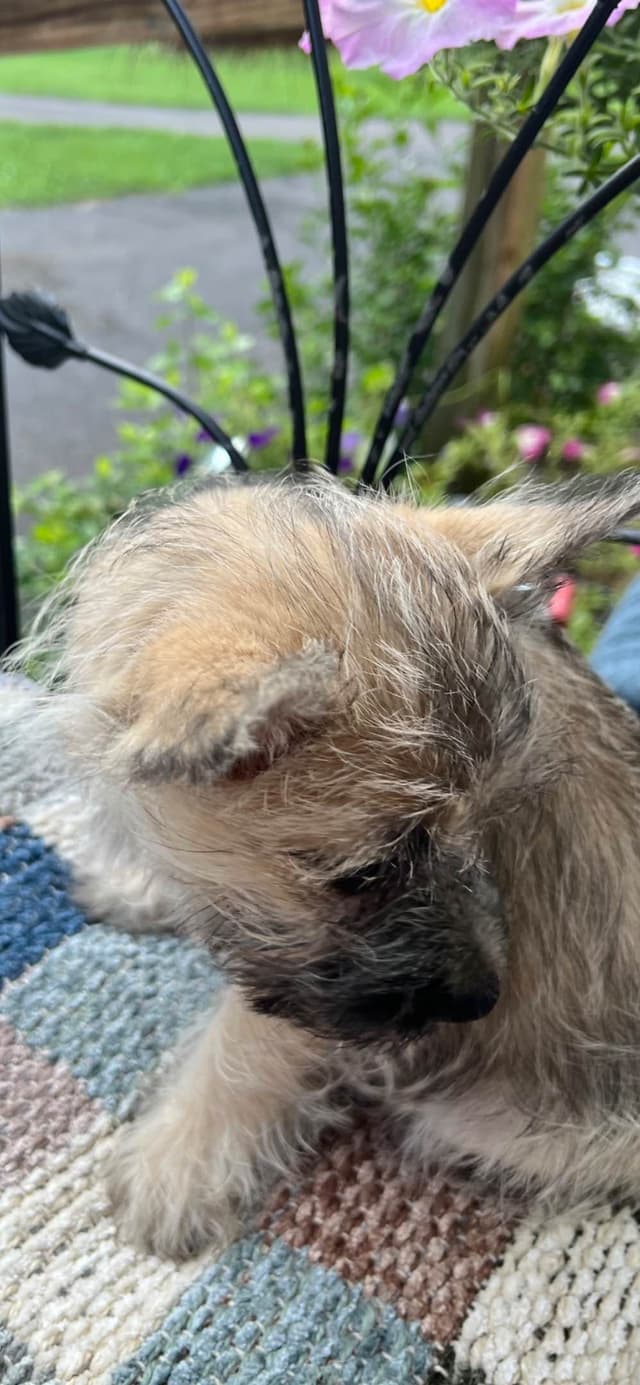 Cairn Terrier Puppies Championship Bloodlines media 3