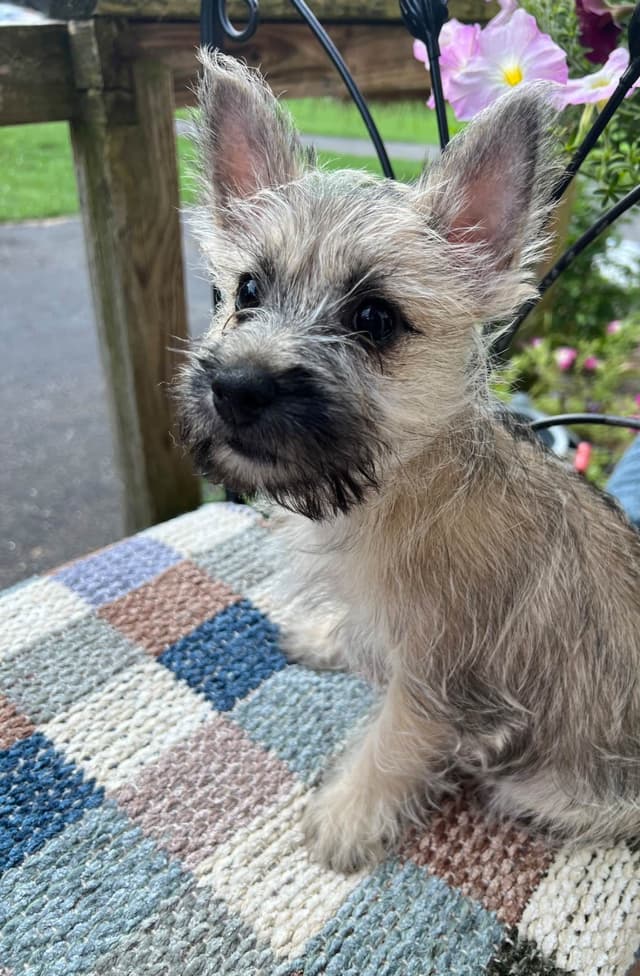 Cairn Terrier Puppies Championship Bloodlines media 4