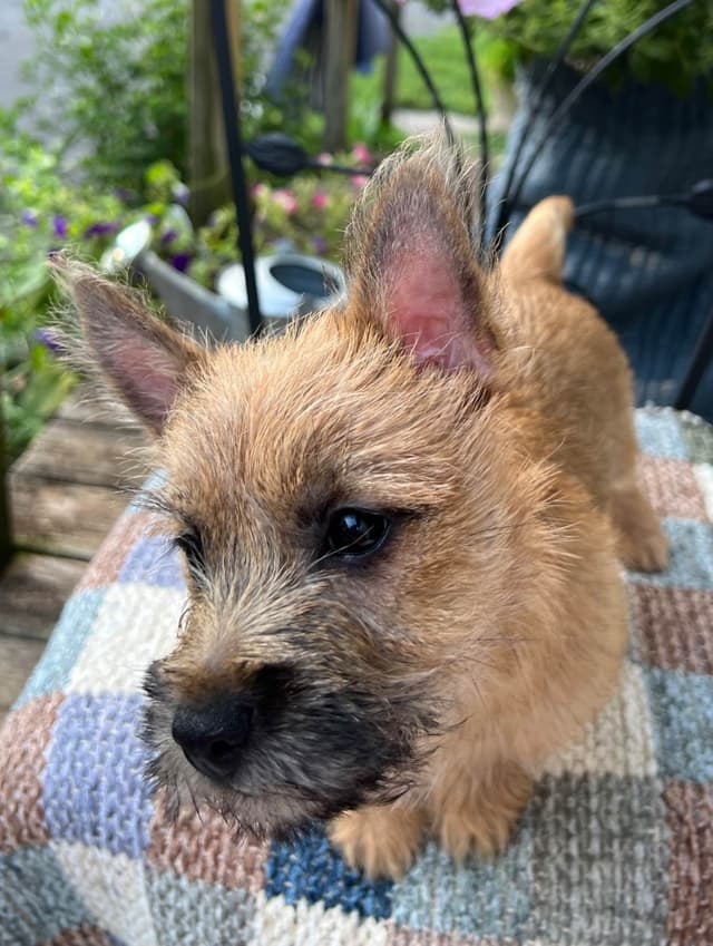 Cairn Terrier Puppies Championship Bloodlines media 5