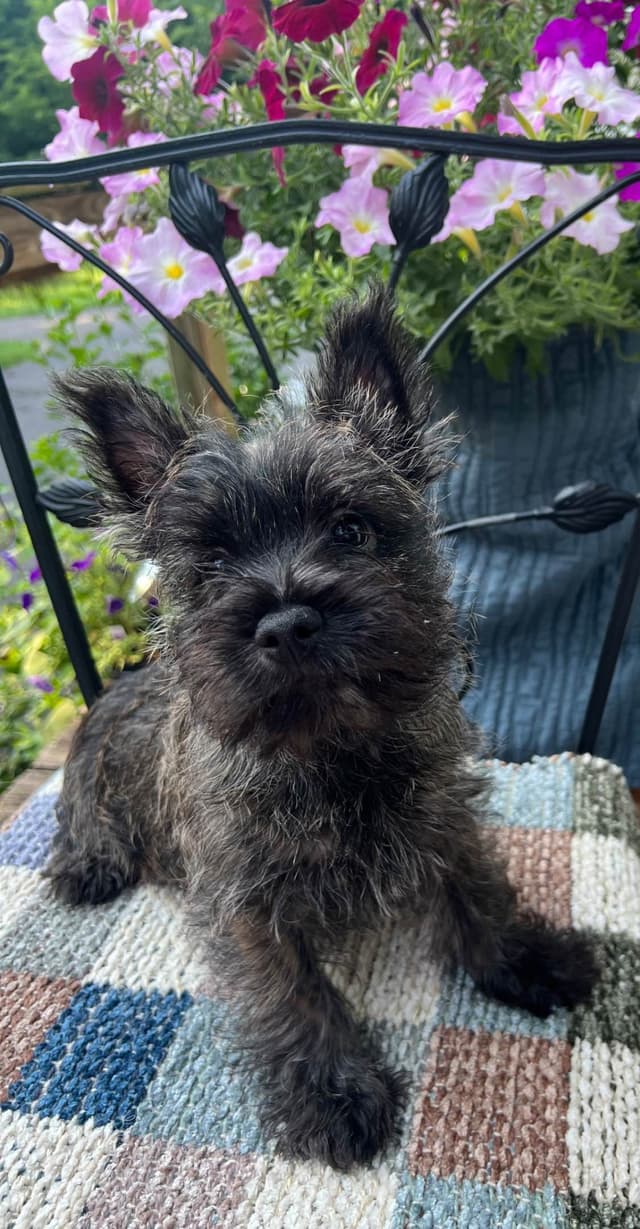 Cairn Terrier Puppies Championship Bloodlines media 6
