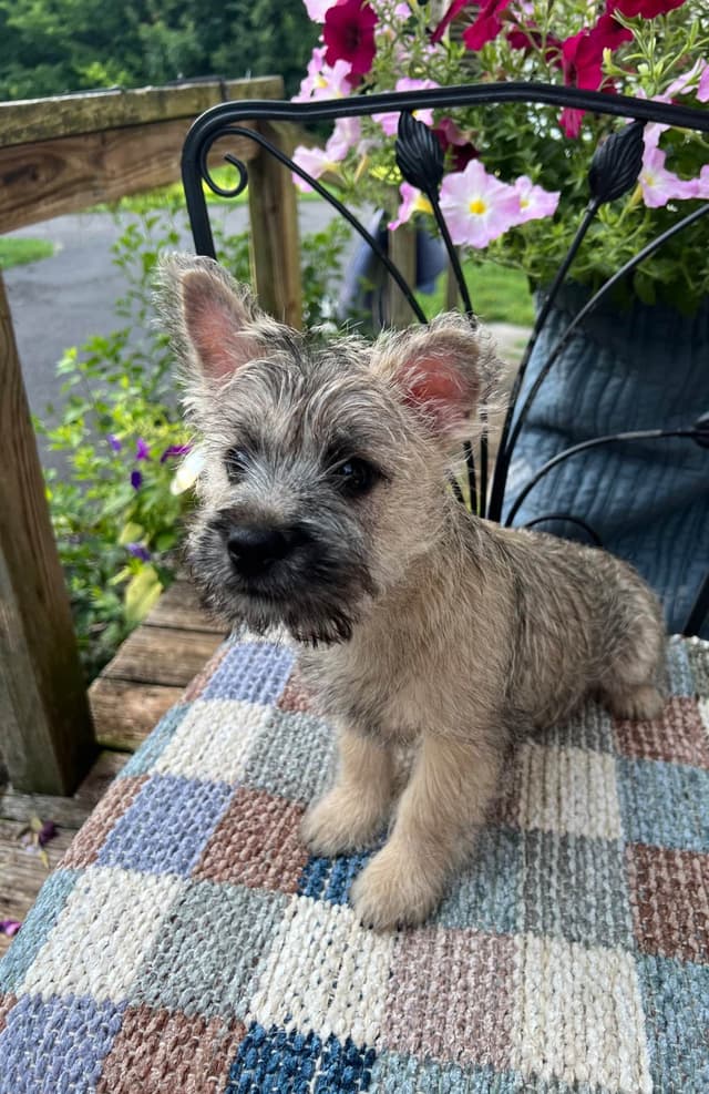 Cairn Terrier Puppies Championship Bloodlines media 7