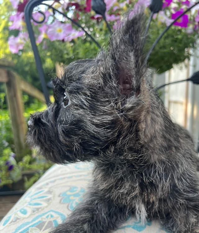 Cairn Terrier Puppies Championship Bloodlines media 8