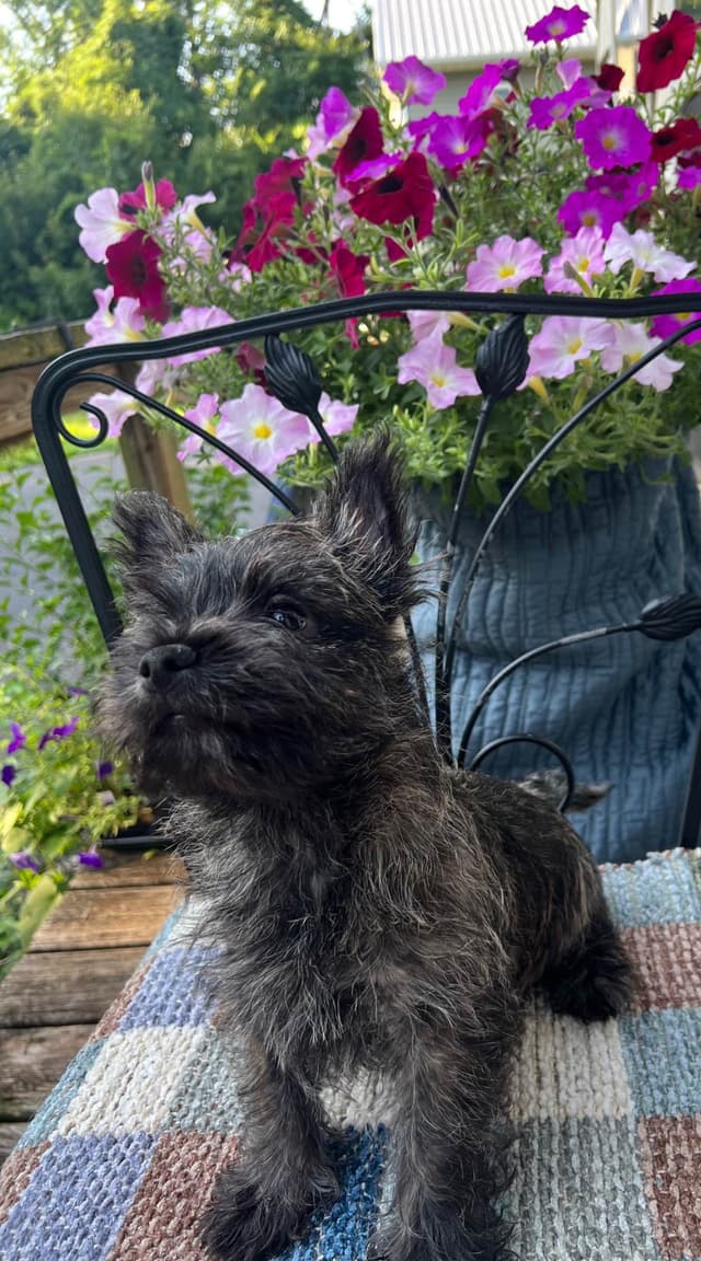 Cairn Terrier Puppies Championship Bloodlines media 9