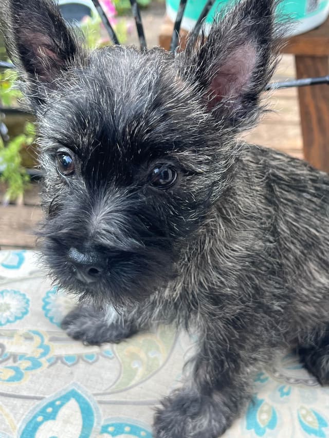 Cairn Terrier Puppies Championship Bloodlines media 13
