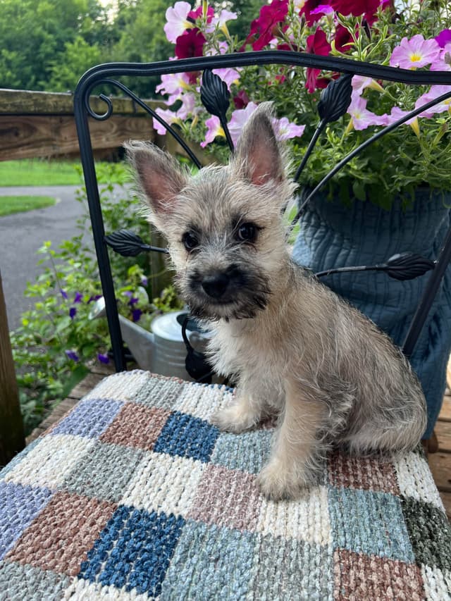 Cairn Terrier Puppies Championship Bloodlines media 14