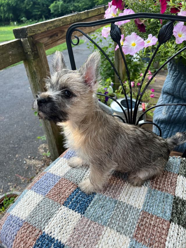 Cairn Terrier Puppies Championship Bloodlines media 15
